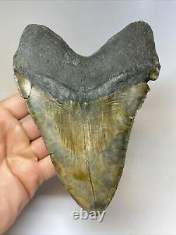 Megalodon Shark Tooth 6.30 Beautiful Natural Fossil No Restoration 7686