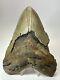 Megalodon Shark Tooth 6.30 Monster Authentic Fossil Carolina 17869