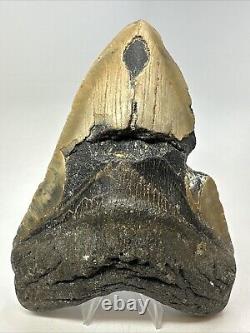 Megalodon Shark Tooth 6.32 Massive Real Fossil Natural 18768