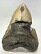 Megalodon Shark Tooth 6.32 Massive Real Fossil Natural 18768