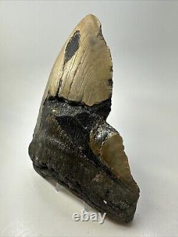 Megalodon Shark Tooth 6.32 Massive Real Fossil Natural 18768