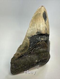 Megalodon Shark Tooth 6.32 Massive Real Fossil Natural 18768