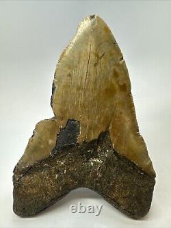 Megalodon Shark Tooth 6.32 Massive Real Fossil Natural 18768