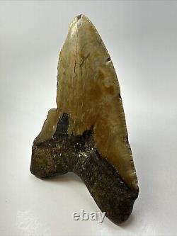 Megalodon Shark Tooth 6.32 Massive Real Fossil Natural 18768