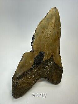 Megalodon Shark Tooth 6.32 Massive Real Fossil Natural 18768