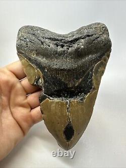 Megalodon Shark Tooth 6.32 Massive Real Fossil Natural 18768