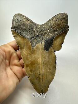 Megalodon Shark Tooth 6.32 Massive Real Fossil Natural 18768