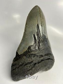 Megalodon Shark Tooth 6.33 Massive Real Fossil No Restoration 6142