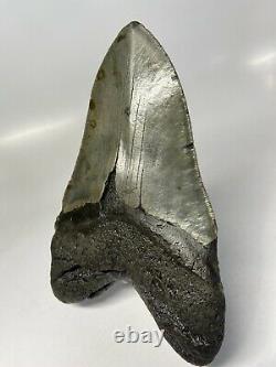 Megalodon Shark Tooth 6.33 Massive Real Fossil No Restoration 6142