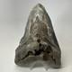 Megalodon Shark Tooth 6.34 Inch Giant Authentic Fossil Natural Teeth 20033