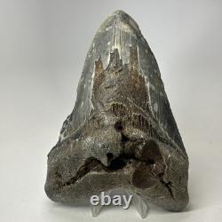 Megalodon Shark Tooth 6.34 Inch Giant Authentic Fossil Natural Teeth 20033
