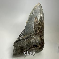 Megalodon Shark Tooth 6.34 Inch Giant Authentic Fossil Natural Teeth 20033
