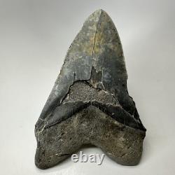 Megalodon Shark Tooth 6.34 Inch Giant Authentic Fossil Natural Teeth 20033