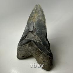 Megalodon Shark Tooth 6.34 Inch Giant Authentic Fossil Natural Teeth 20033