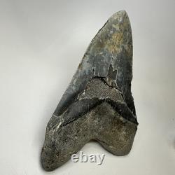 Megalodon Shark Tooth 6.34 Inch Giant Authentic Fossil Natural Teeth 20033