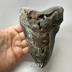 Megalodon Shark Tooth 6.34 Inch Giant Authentic Fossil Natural Teeth 20033