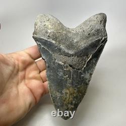 Megalodon Shark Tooth 6.34 Inch Giant Authentic Fossil Natural Teeth 20033