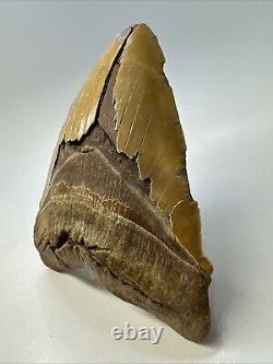 Megalodon Shark Tooth 6.34 Massive Orange Fossil Authentic 19055