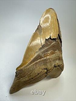 Megalodon Shark Tooth 6.34 Massive Orange Fossil Authentic 19055