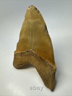 Megalodon Shark Tooth 6.34 Massive Orange Fossil Authentic 19055