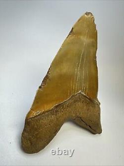 Megalodon Shark Tooth 6.34 Massive Orange Fossil Authentic 19055