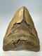 Megalodon Shark Tooth 6.34 Inch Massive Orange Fossil Authentic 19055