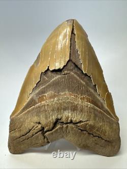 Megalodon Shark Tooth 6.34 inch Massive Orange Fossil Authentic 19055