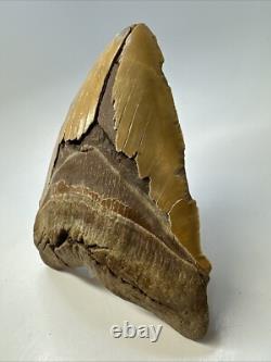 Megalodon Shark Tooth 6.34 inch Massive Orange Fossil Authentic 19055