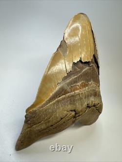Megalodon Shark Tooth 6.34 inch Massive Orange Fossil Authentic 19055