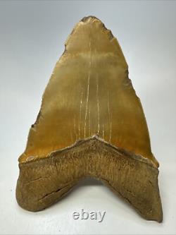 Megalodon Shark Tooth 6.34 inch Massive Orange Fossil Authentic 19055