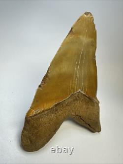 Megalodon Shark Tooth 6.34 inch Massive Orange Fossil Authentic 19055