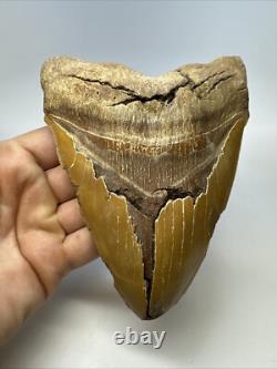 Megalodon Shark Tooth 6.34 inch Massive Orange Fossil Authentic 19055