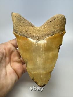 Megalodon Shark Tooth 6.34 inch Massive Orange Fossil Authentic 19055