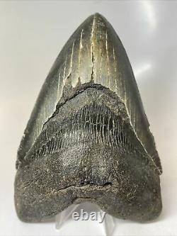 Megalodon Shark Tooth 6.35 Awesome Huge Fossil Authentic 8061