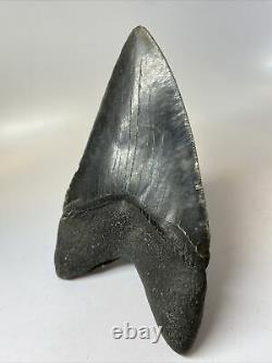 Megalodon Shark Tooth 6.35 Awesome Huge Fossil Authentic 8061