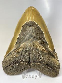 Megalodon Shark Tooth 6.39 Massive Authentic Beautiful Fossil 8059