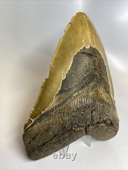 Megalodon Shark Tooth 6.39 Massive Authentic Beautiful Fossil 8059