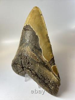 Megalodon Shark Tooth 6.39 Massive Authentic Beautiful Fossil 8059