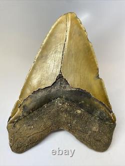 Megalodon Shark Tooth 6.39 Massive Authentic Beautiful Fossil 8059