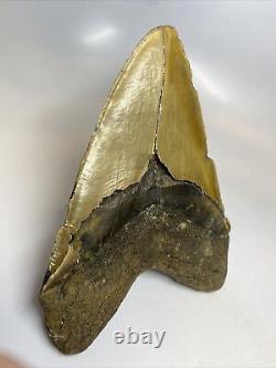 Megalodon Shark Tooth 6.39 Massive Authentic Beautiful Fossil 8059