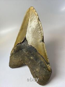 Megalodon Shark Tooth 6.39 Massive Authentic Beautiful Fossil 8059