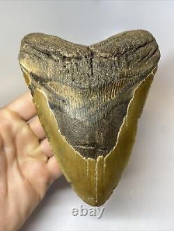 Megalodon Shark Tooth 6.39 Massive Authentic Beautiful Fossil 8059