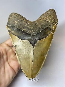 Megalodon Shark Tooth 6.39 Massive Authentic Beautiful Fossil 8059