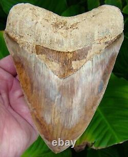 Megalodon Shark Tooth 6 & 3/16 in. COLORFUL REAL FOSSIL NO RESTORATION