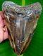 Megalodon Shark Tooth 6 & 3/16 In. Real Fossil Colorful No Resto