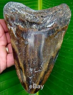 Megalodon Shark Tooth 6 & 3/16 in. REAL FOSSIL COLORFUL NO RESTO