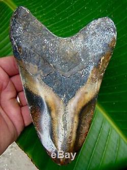 Megalodon Shark Tooth 6 & 3/16 in. REAL FOSSIL COLORFUL NO RESTO