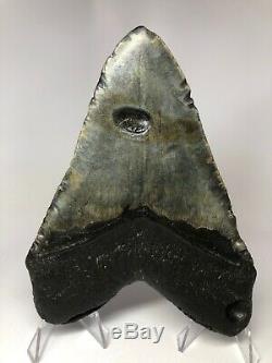 Megalodon Shark Tooth 6.42 Giant Real Fossil Huge Amazing 5035