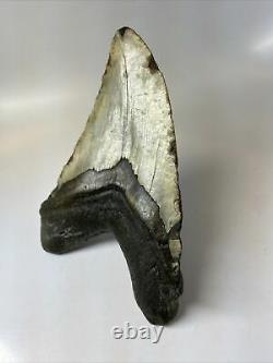 Megalodon Shark Tooth 6.50 Giant Authentic Fossil No Restoration T8735