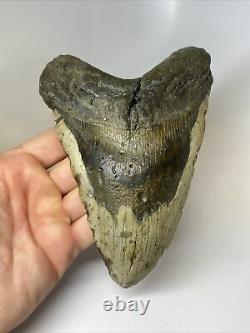 Megalodon Shark Tooth 6.50 Giant Authentic Fossil No Restoration T8735